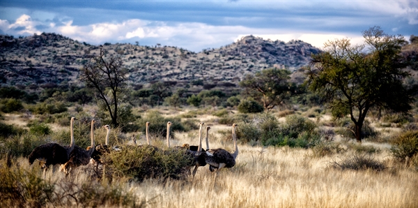 Ostrich in Namibia